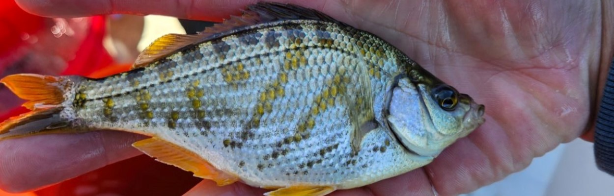 Tule Perch at Clear Lake, CDFW image