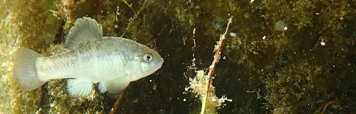 Owens Pupfish, CDFW image