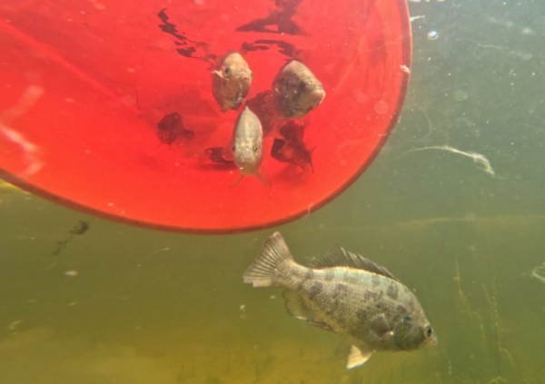 Sacramento Perch being released into the water and swimming away from an orange bucket.