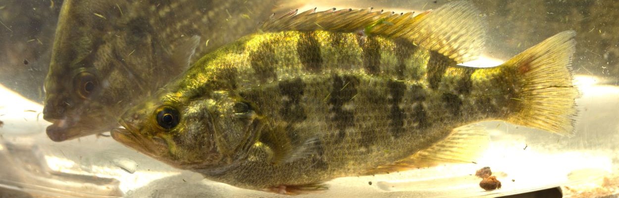 Sacramento Perch, CDFW image