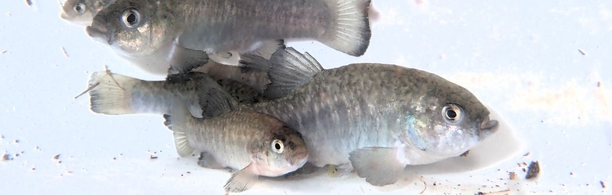 Shoshone Pupfish, CDFW