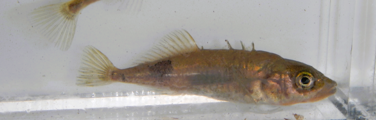 Unarmored Threespine Stickleback