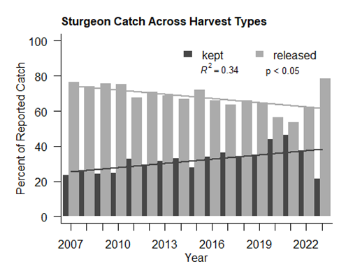 Graph of the annual percent of reported White Sturgeon catch that is kept versus released.