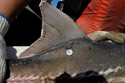 white sturgeon with a CDFW disk tag attached below the dorsal fin