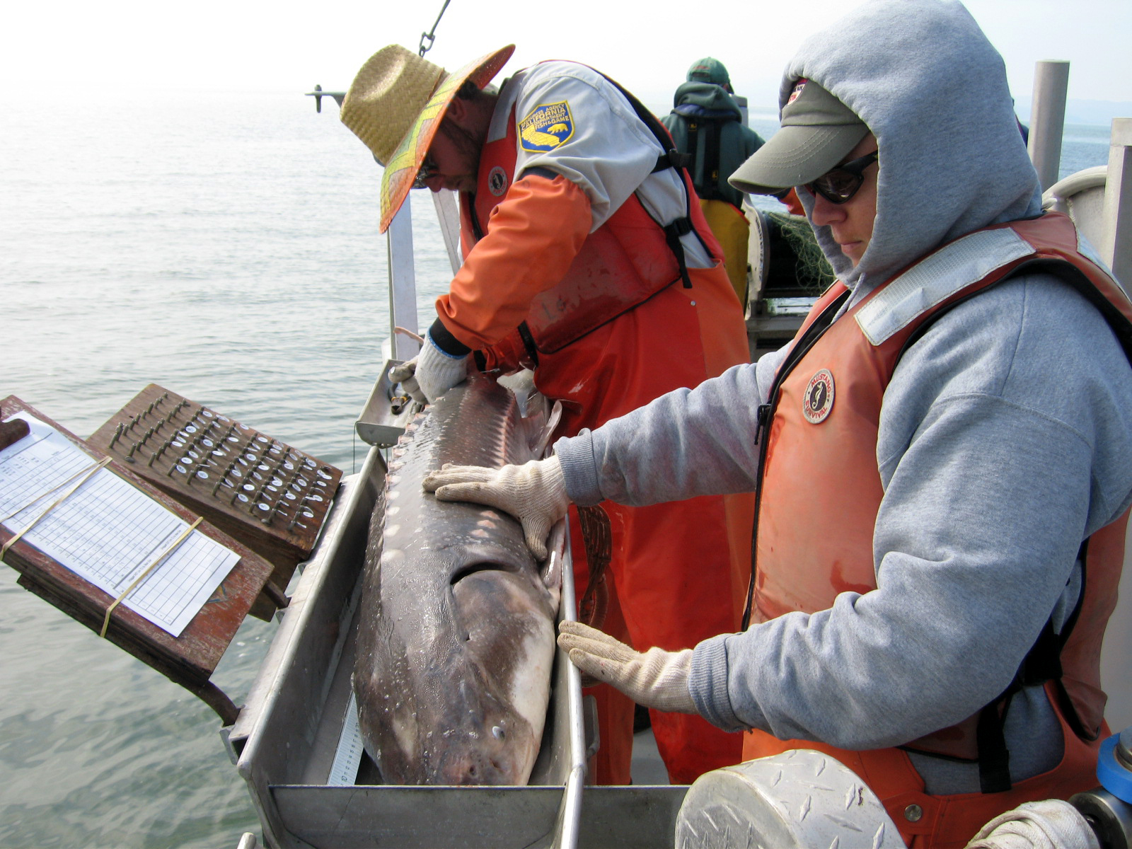 CDFW Biologists tagging a white sturgeon and recording data