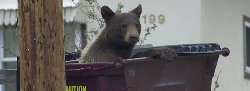 Black bear in dumpster