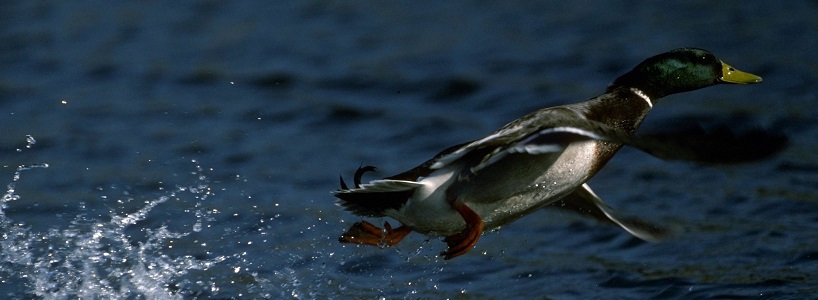 duck taking flight