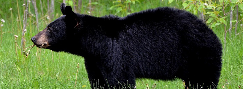 Black bear on grass