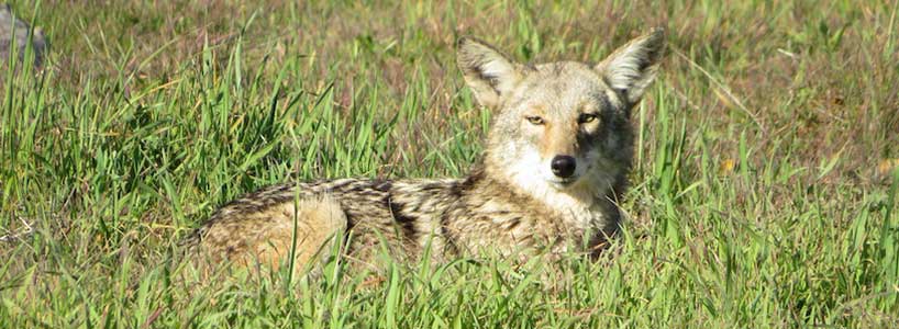 Coyote laying down
