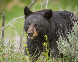 black bear walking in vegetation