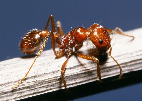 ant walking on branch