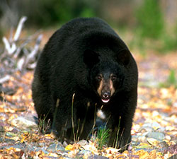 Black bear walking in grass