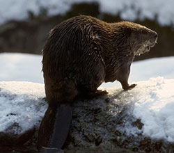 Beaver standing in snow