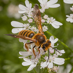 bee sitting on flowers