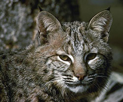 Closeup of bobcat