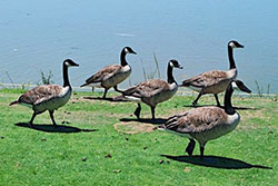 Group of Canada Geese walking in grass and in water in the background