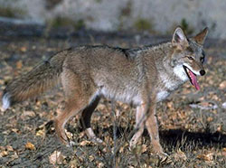 coyote walking