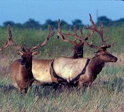 Group of Elk