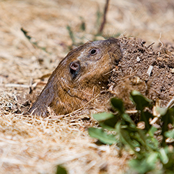 small rodent sticking head out of ground