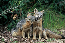 two gray foxes sitting