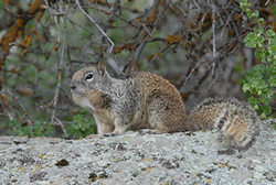 squirrel sitting on rock in front of tree