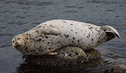 Harbor Seal laying on stone