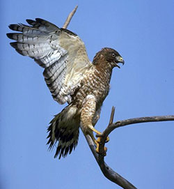 Hawk sitting on tree branch with his wings open