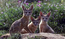 Kit fox family sitting on rock