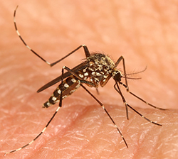 mosquito on a human hand