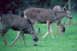 Group of Mule deer walking