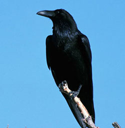 Raven sitting on tree branch