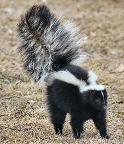 Skunk standing on ground with his tail up