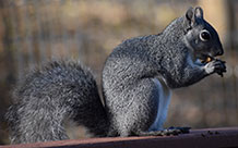 squirrel sitting on wooden platform eating seeds
