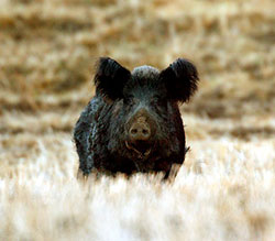 Close up of Wild Pig