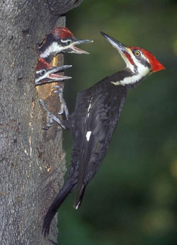 Woodpecker with two young