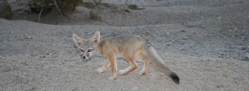 Young kit fox on sand