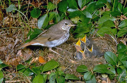 adult bird with 4 baby birds