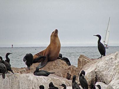 Seal and birds on a rock with water and a sailboat in the background.