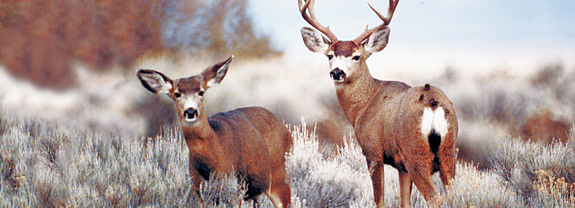 Two deer in dry grass