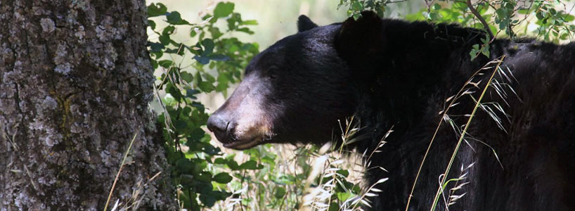 Black bear sniffing tree