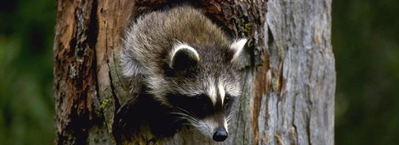 Young Raccoon in Tree