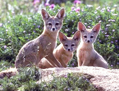 3 kit foxes