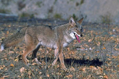 Coyote standing on leave and grass covered ground