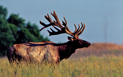 elk standing in grass