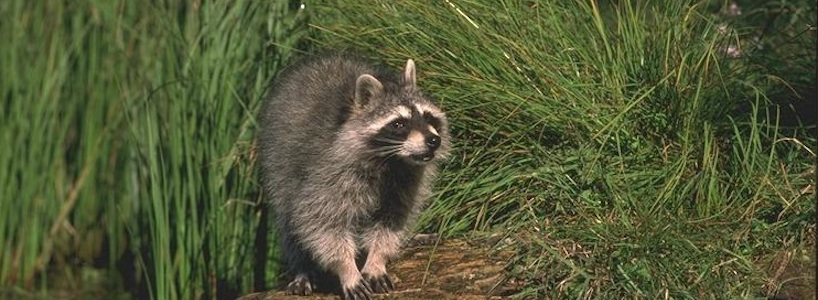 Raccoon on Grass