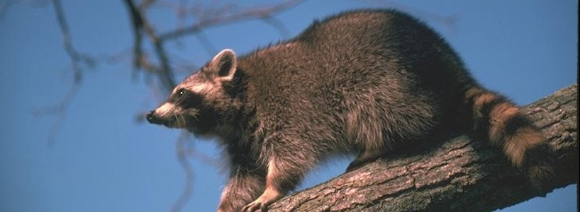 Raccoon on tree limb