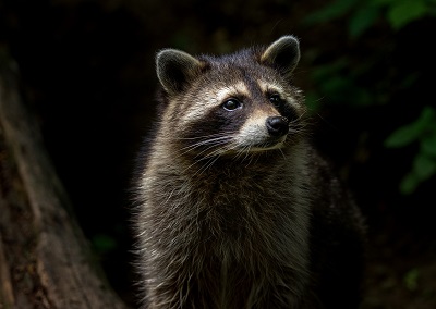picture of a raccoon outside