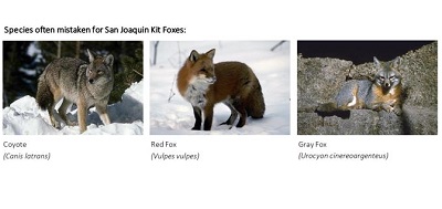Species often mistaken for San Joaquin Kit foxes. Left, Coyote. Middle, Red Fox. Right, Gray fox. 