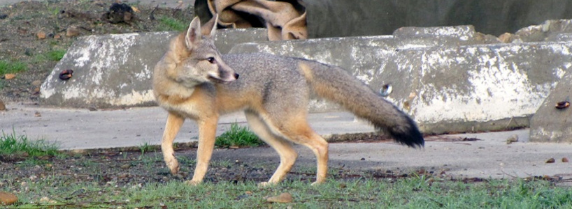 Kit fox in city
