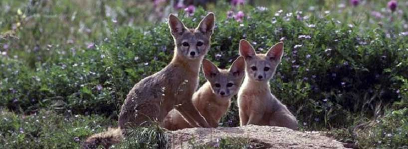 Three kit foxes on den